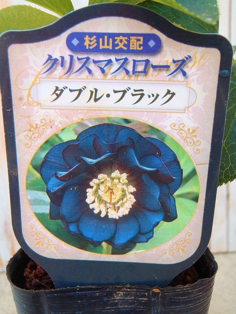 Amazon.co.jp: クリスマスローズ苗 ダブルブラック 杉山交配 9cmポット